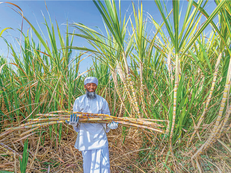 Sugarcane harvest begins in Oman, promising output expected