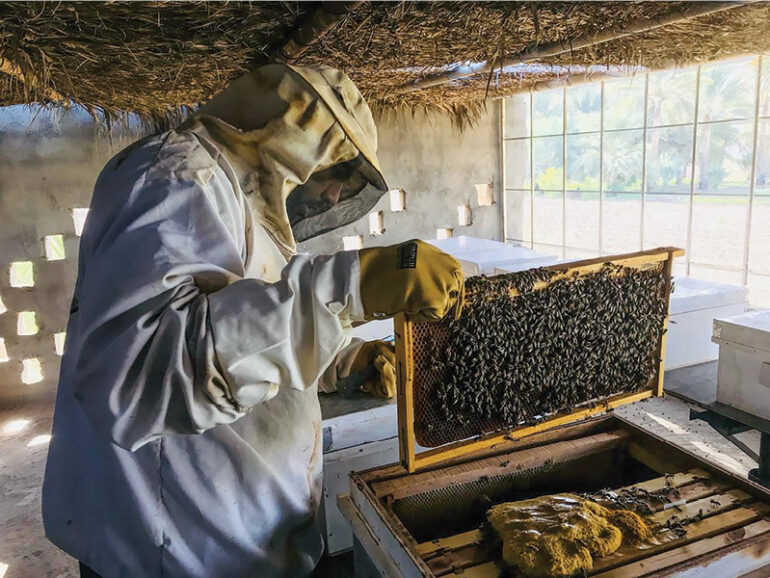 South Batinah honey output tops 12t, valued at RO186,500