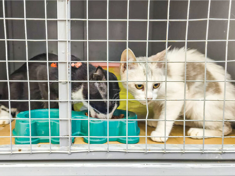 Surge in abandoned pets as travellers flee region
