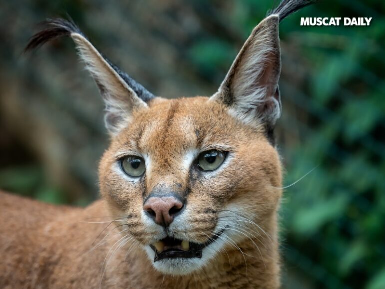 EA confirms rare arabian caracal sighting in Mudhaibi