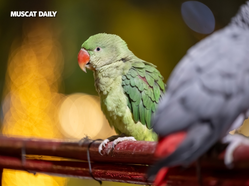 Feathered festival stars