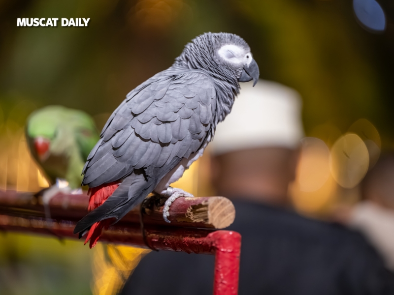 Feathered festival stars