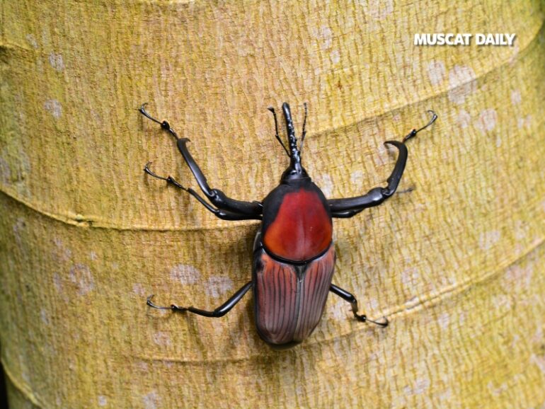 MAFWR to launch campaign to combat Red Palm Weevil