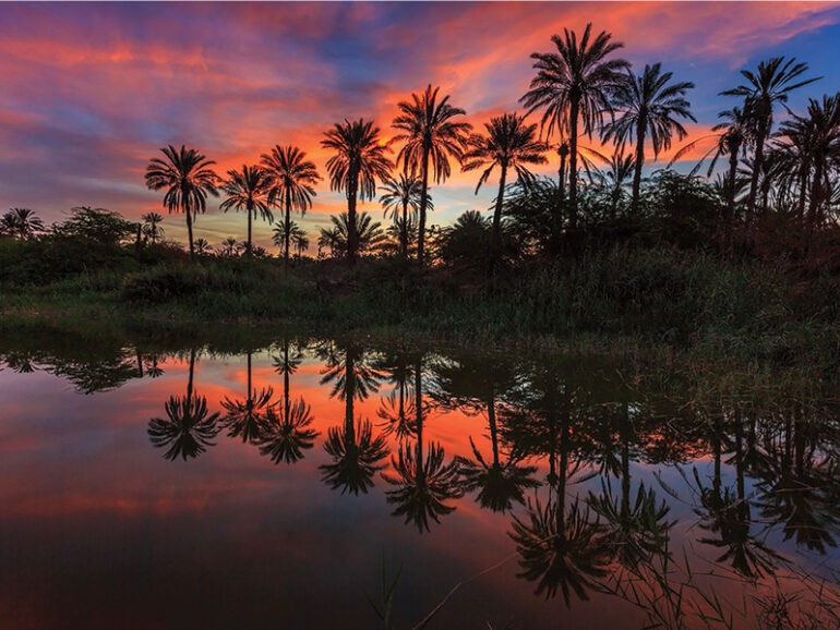 Hamad Al Ghanboosi’s photograph won the first place in the 'Date Palm Tree' category