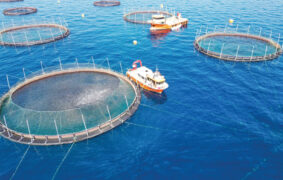 MAFWR issues new regulations to govern fishing, protect marine resources