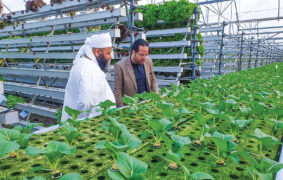 Najd, Suhar highlighted as hubs for proposed agricultural cities