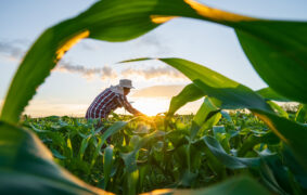 11 projects worth RO93mn to boost Oman's food security