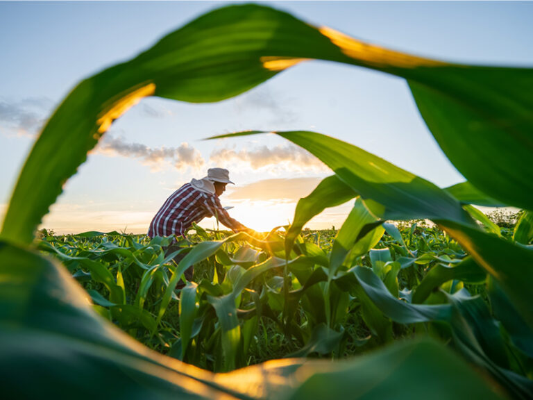 11 projects worth RO93mn to boost Oman's food security