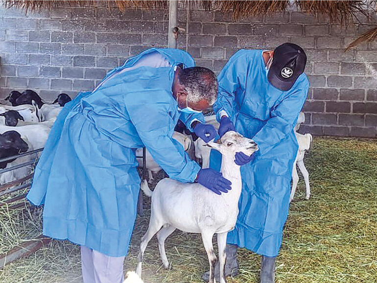 RO33mn livestock investments planned in North Sharqiyah