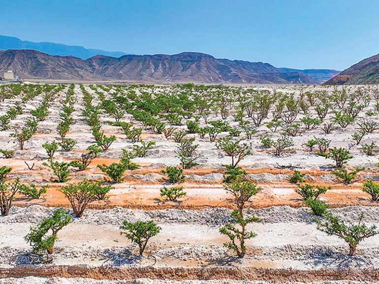 EA steps up anti-desertification drive in Dhofar