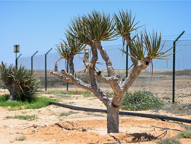 EA steps up anti-desertification drive in Dhofar