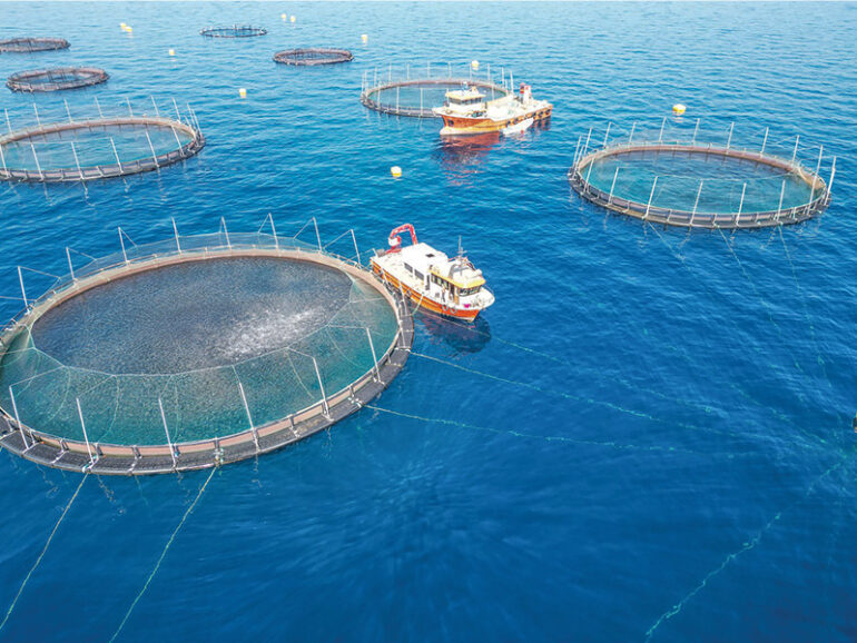Muscat’s fisheries sector sees steady growth, 9,600 licences issued in 2025