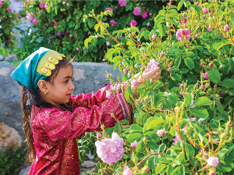 RO150,000 initiative enhances rose industry in Jabal Akhdar
