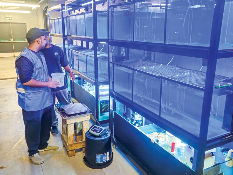 Pilot project explores antibiotic-free feed for shrimp farming