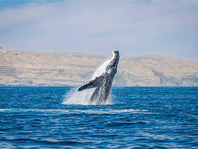 Two humpback whales spotted feeding off Masirah waters