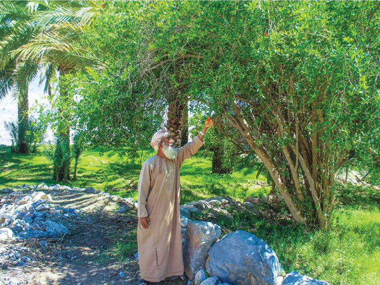 Wadi Bani Haras emerges as eco-tourism draw