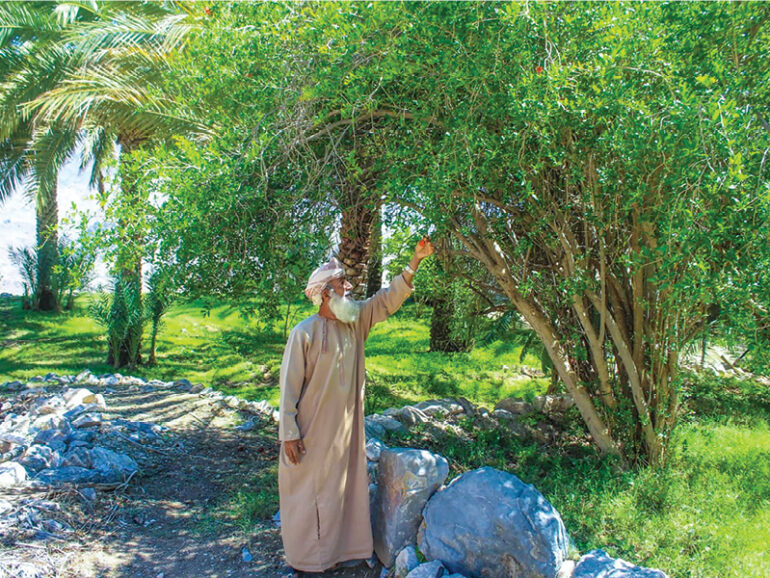 Wadi Bani Haras emerges as eco-tourism draw