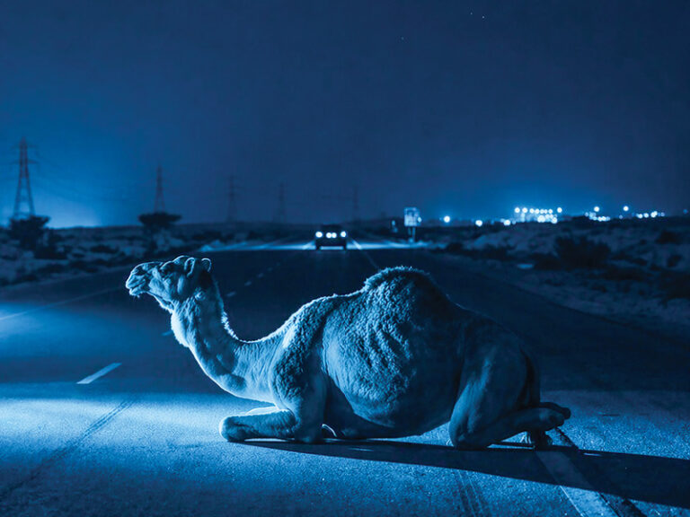 S Sharqiyah urges use of reflective camel straps to curb road accidents