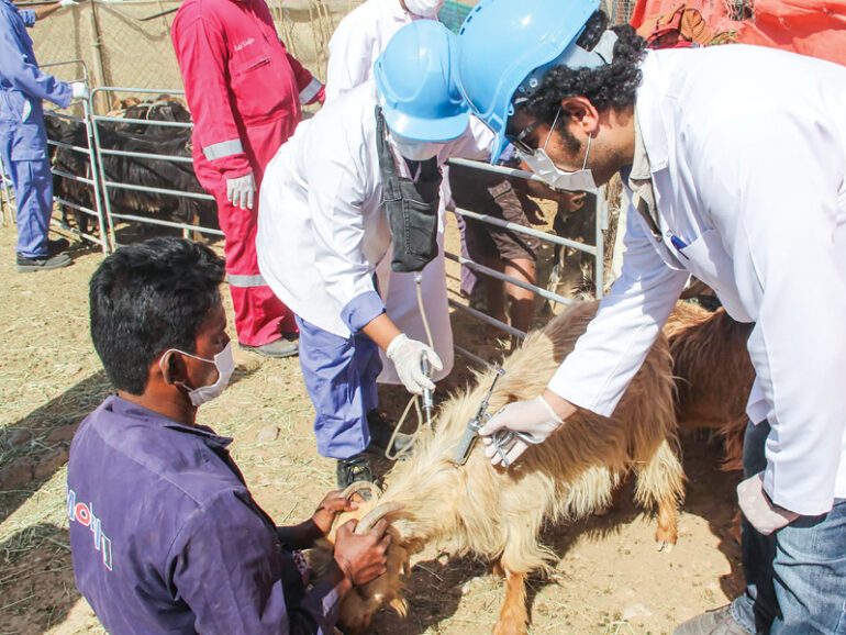 Dhahirah records stable animal health after extensive immunisation drive