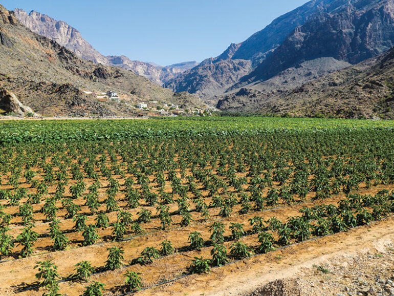 Oman boosts food security with high self-sufficiency and new water projects