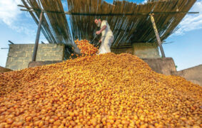 North Sharqiyah hits farm self-sufficiency milestone