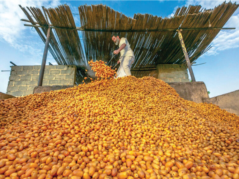 North Sharqiyah hits farm self-sufficiency milestone