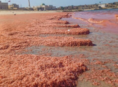 Natural marine changes behind red shrimp wash-up in Mirbat