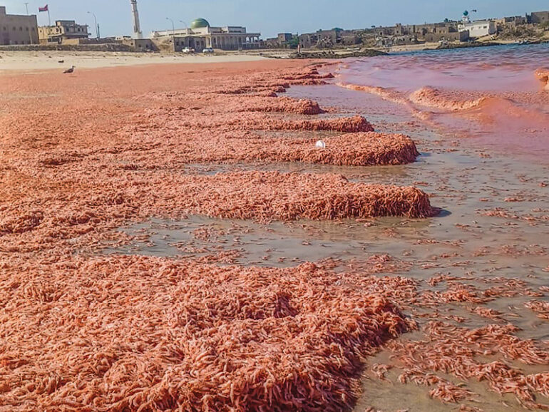 Natural marine changes behind red shrimp wash-up in Mirbat
