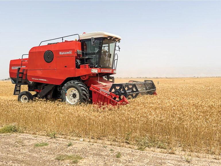 Wheat harvest begins in S Sharqiyah and Dhahirah as cultivation expands