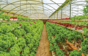 400 farm investment projects worth RO400mn by mid-2026
