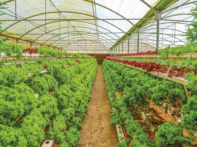 400 farm investment projects worth RO400mn by mid-2026