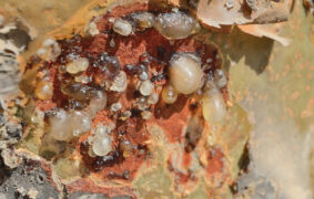 WIPO registration boosts global status of Omani frankincense