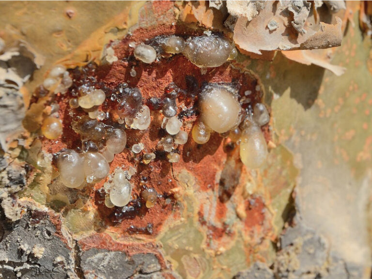 WIPO registration boosts global status of Omani frankincense