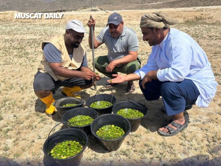 EA plants 100,000 mangrove seeds in Dhofar