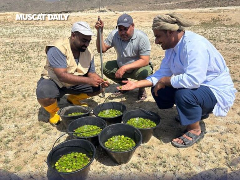 EA plants 100,000 mangrove seeds in Dhofar