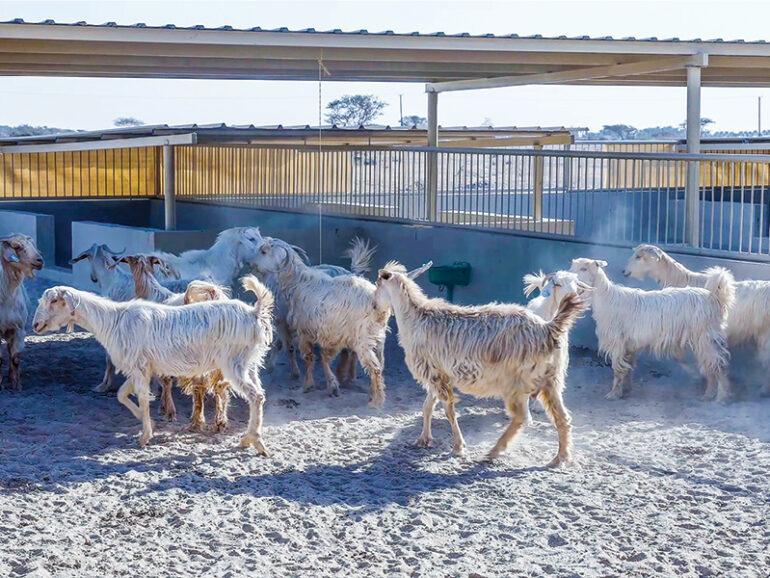 Dhank livestock project supports Oman’s food security plans