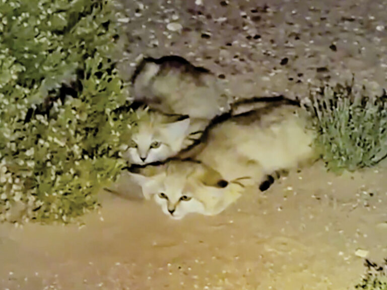 Camera traps capture sand cat family in Dakhliyah 
