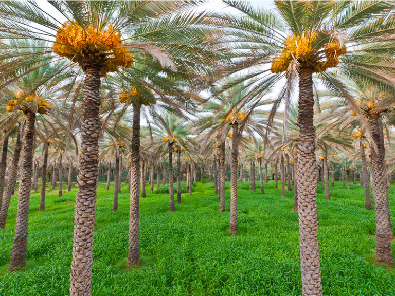 MAFWR offers 13 agri-investment projects in Musandam, Al Wusta 