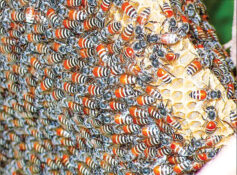 Oman observes World Bee Day, boosts support for beekeepers