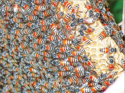 Oman observes World Bee Day, boosts support for beekeepers
