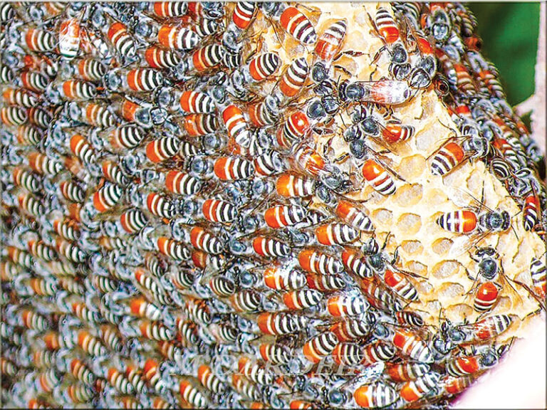 Oman observes World Bee Day, boosts support for beekeepers