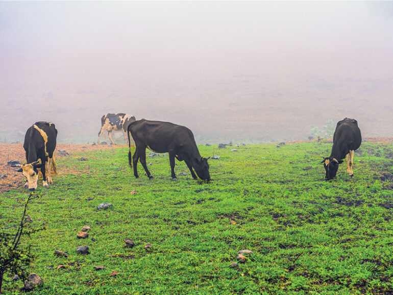 MAFWR announces investment in Salalah veterinary hospital
