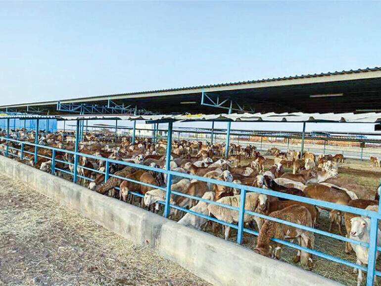 MAFWR to import over 53,000 livestock ahead of Eid Al Adha