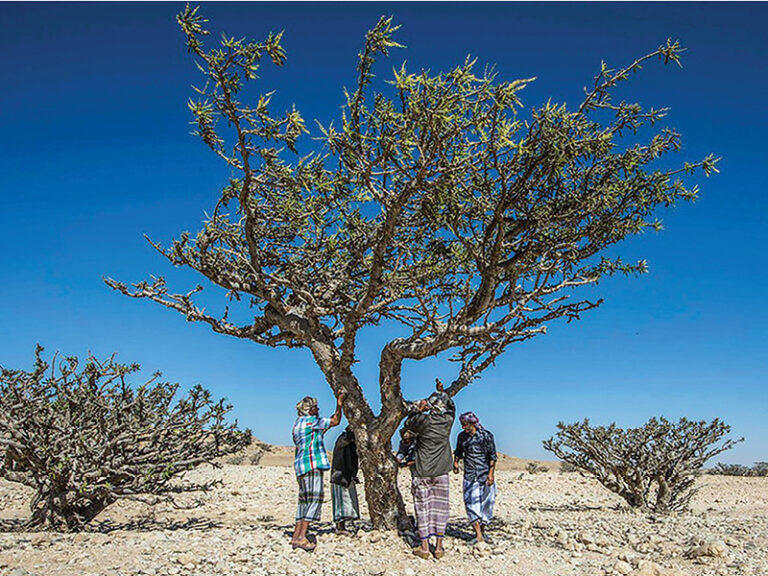 Dhofar offers 10 investment plots to boost frankincense cultivation