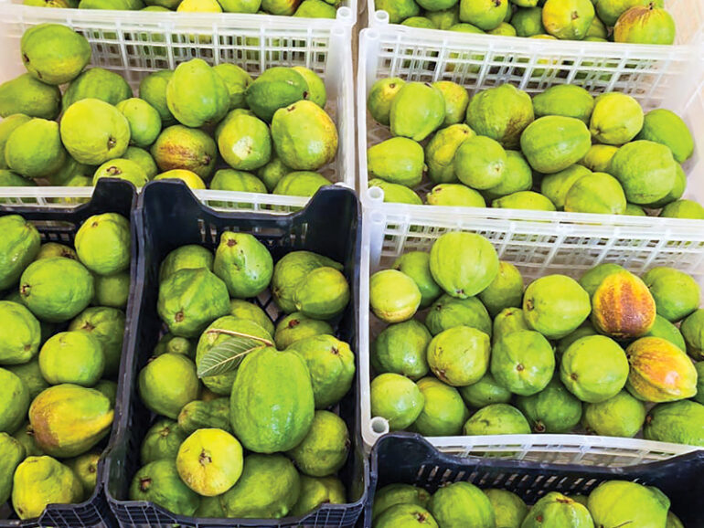Nizwa farmer harvests success with sustainable guava project