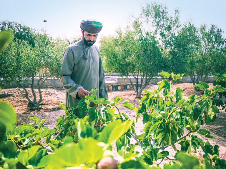 Youth-led ventures reshape tourism in Jabal Akhdar