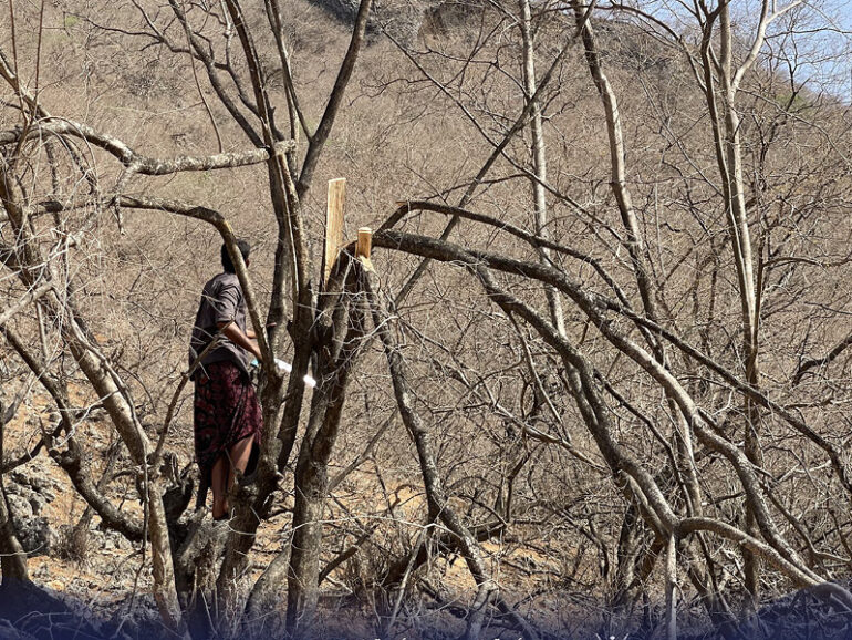 EA launches campaign to preserve wild trees