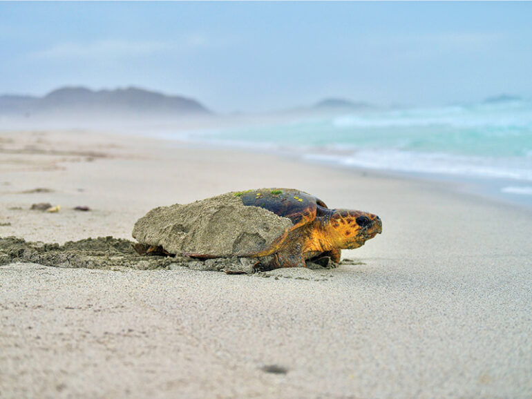 Masirah Island turtle nesting sites to get new protective barriers: EA