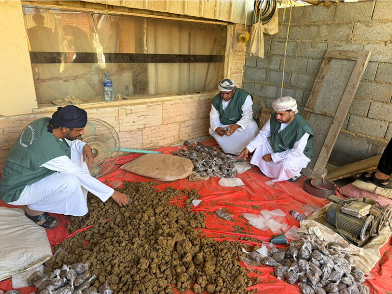 Illegal chewing tobacco factory busted in North Batinah