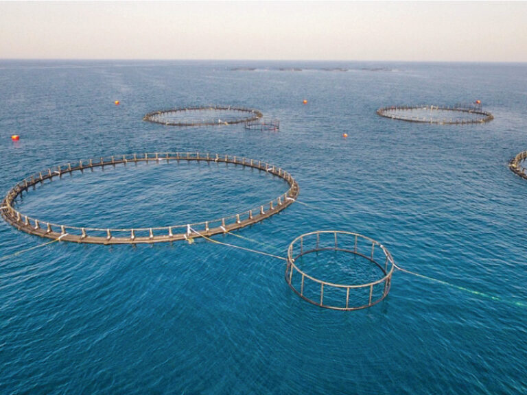 Aquaculture investments in Oman reach RO349mn in 2025